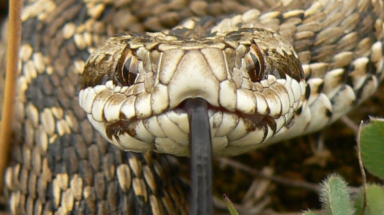 Vipera