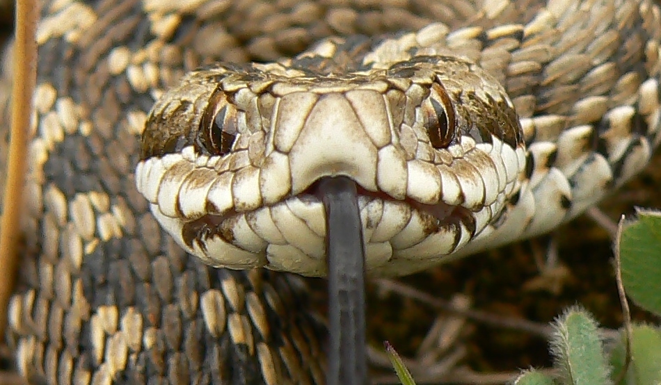 Vipera