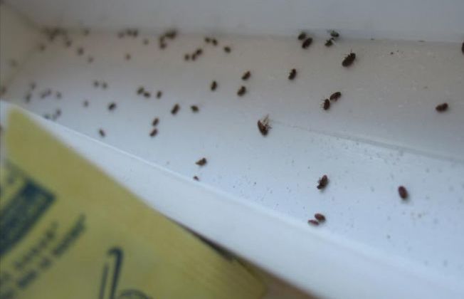 Gândaci în căminele Universității Agronomice