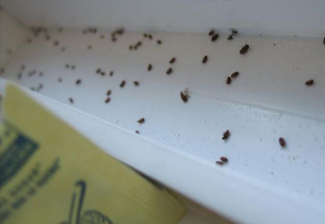 Gândaci în căminele Universității Agronomice