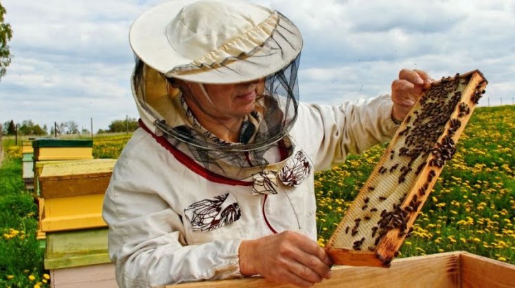 Curs apicultura USAMV