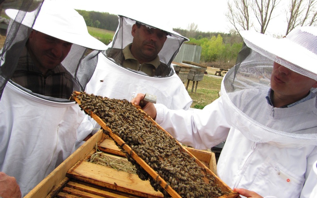 Cursuri gratuite pentru apicultori