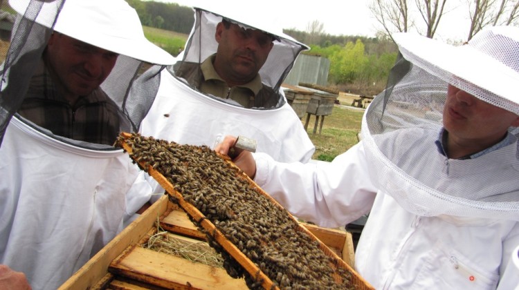 Cursuri gratuite pentru apicultori